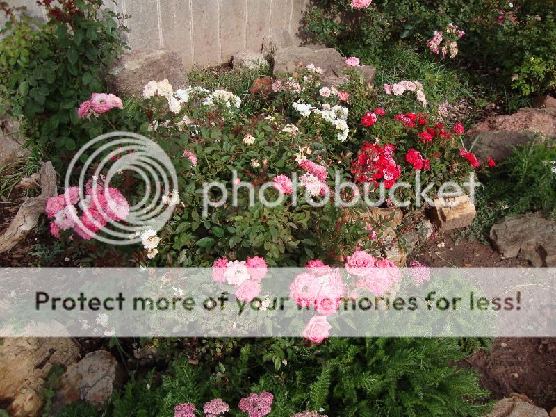 Grocery Store Minis over a decade old